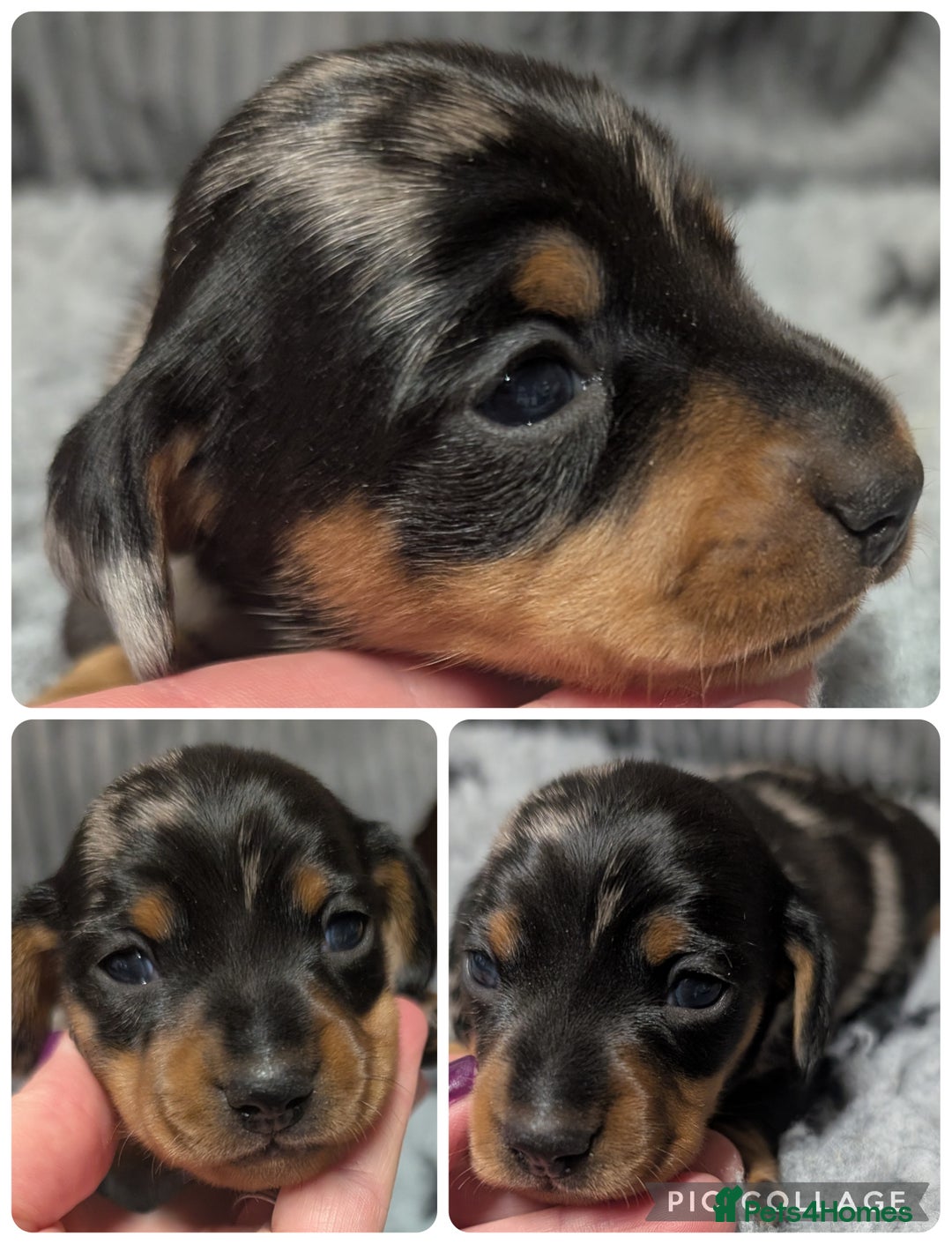 Miniature Dachshund dogs for sale: Quality KC/PRA clear Miniature Dachshund Puppies  - Image 17