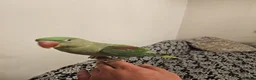 Parakeets birds for sale: Alexandrine parakeet in Derby - Advert 5