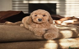 Australian Labradoodle dogs for sale: Only One Girl Left Australian Labradoodle Puppy - Image 7