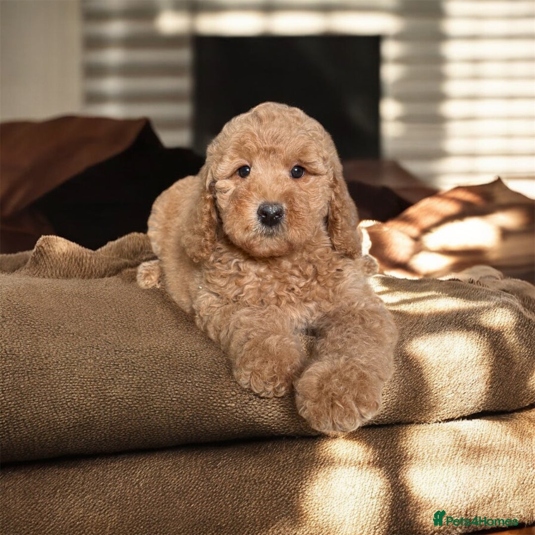 Australian Labradoodle dogs for sale: Only One Girl Left Australian Labradoodle Puppy - Image 7
