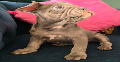 French Bulldog dogs - Advert 6