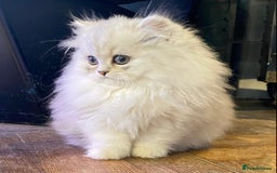 Persian cats for sale: Persian Chinchilla silver shadow 🎀🧢 - Image 2