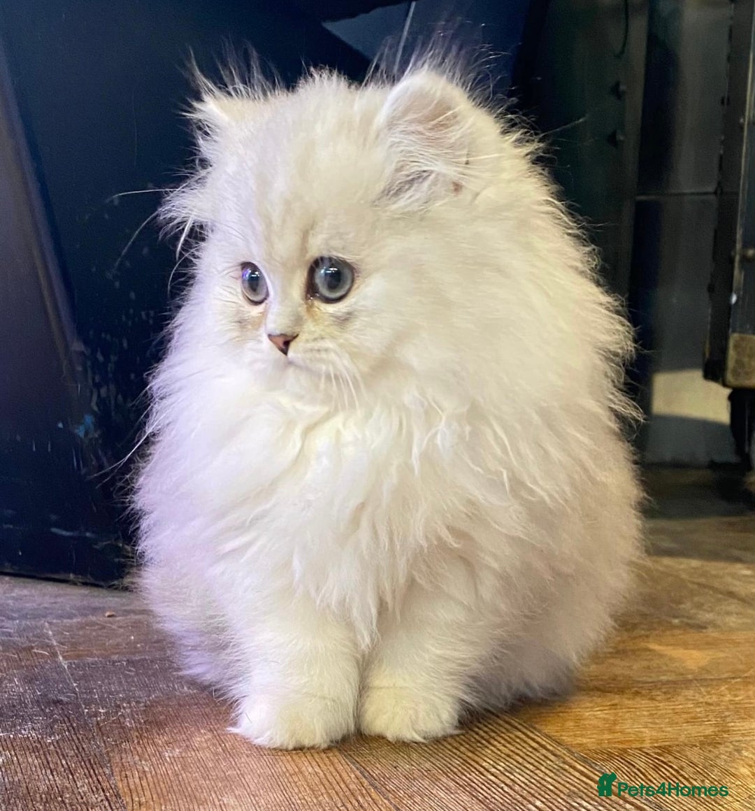 Persian cats for sale: Persian Chinchilla silver shadow 🎀🧢 - Image 2