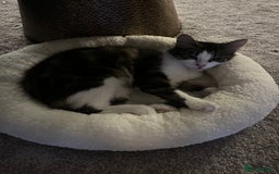 Mixed Breed cats for sale: 🐾 Three Beautiful Cats Looking for Loving Homes  - Image 4