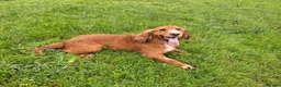 Cocker Spaniel dogs for sale: Working Cocker Spaniels  - Advert 2