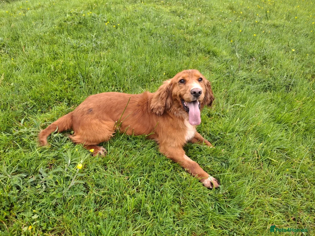 Cocker Spaniel dogs for sale: Working Cocker Spaniels  - Advert 2