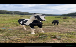 Irish Cob horses for sale: 🌸💖luna🌸💖 - Image 2