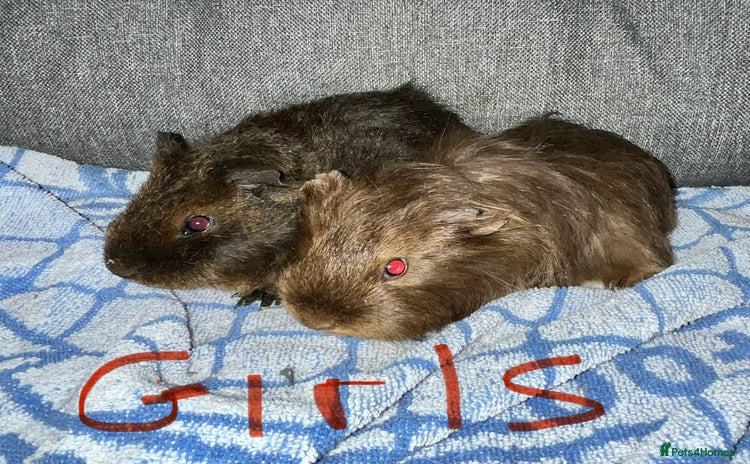Guinea Pig rodents Baby guinea pigs - Advert 1