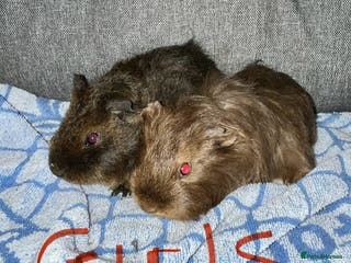 Guinea Pig rodents Baby guinea pigs - Advert 7