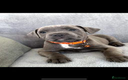 Staffordshire Bull Terrier dogs for sale: Blue Staffordshire bull terrier  - Image 11
