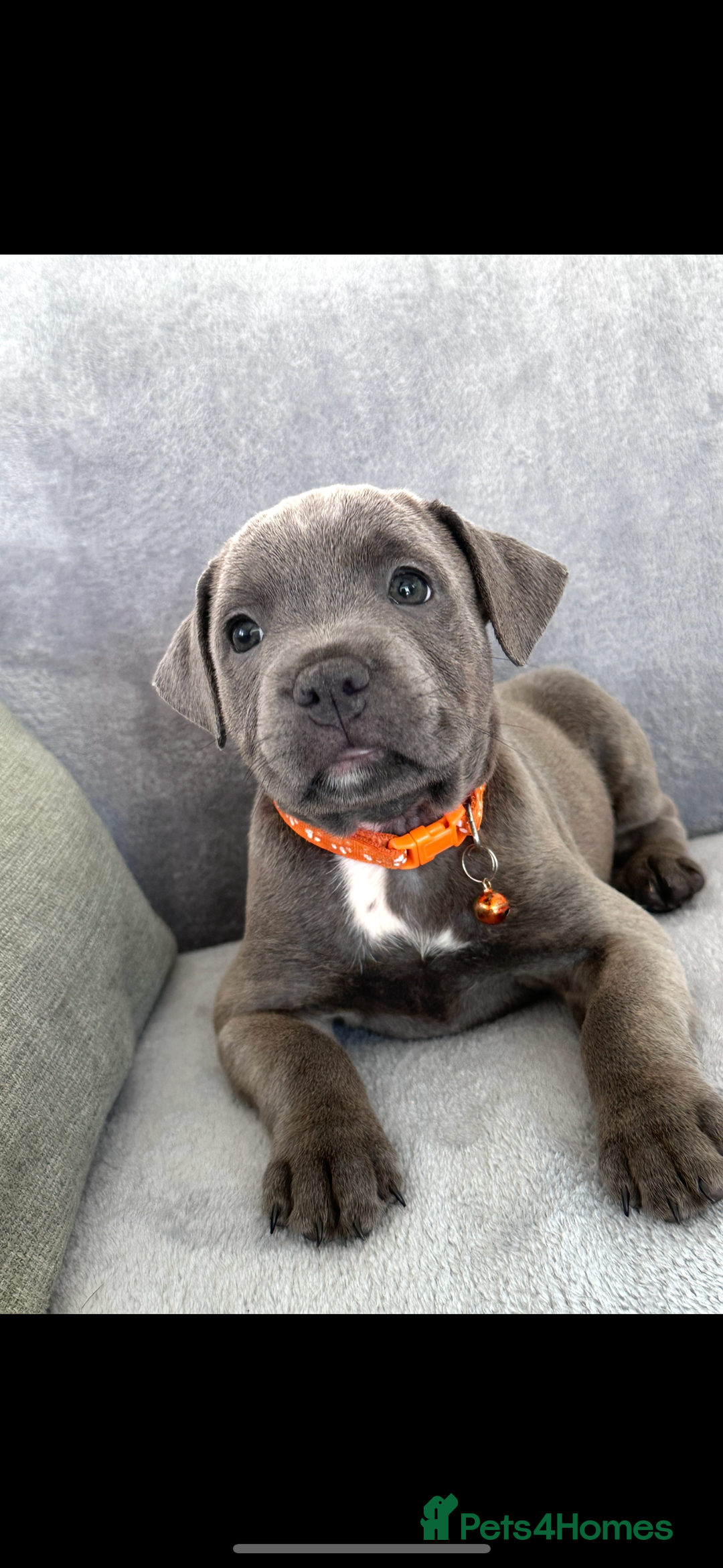 Staffordshire Bull Terrier dogs for sale: Blue Staffordshire bull terrier  - Image 11