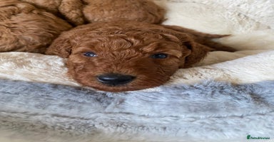 Miniature Poodle dogs - Advert 2