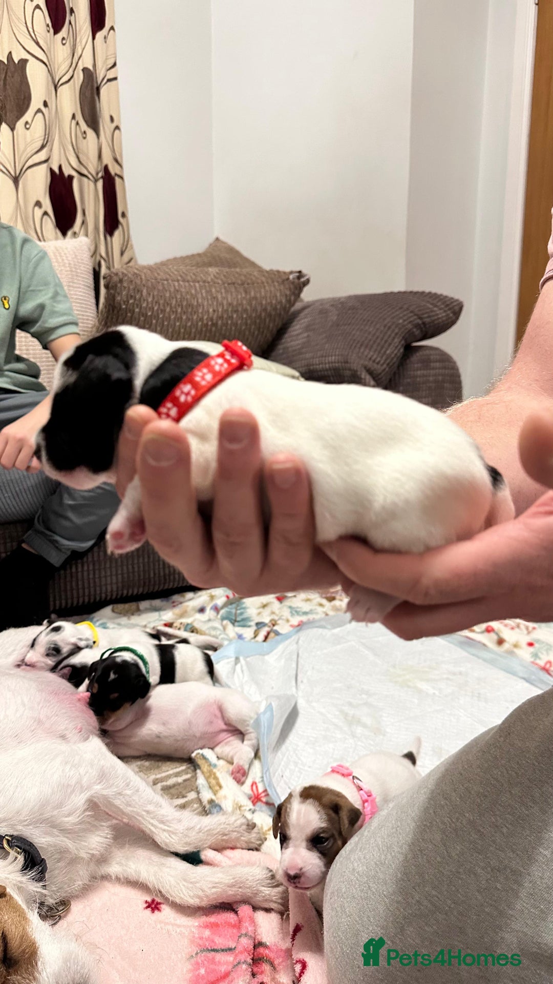 Parson Russell dogs for sale: KC registered Parsons Terriers - Advert 8