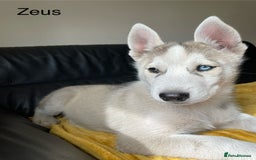 Siberian Husky dogs for sale: Siberian Husky puppies ❤️ - Image 9