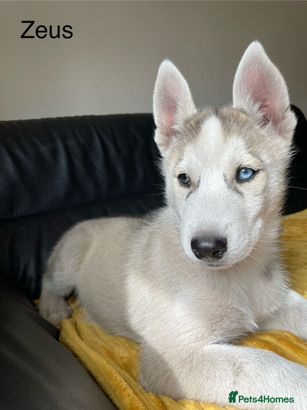 Siberian Husky dogs for sale: Siberian Husky puppies ❤️ - Image 9