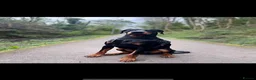 Dobermann dogs for stud: KC Doberman STUD - Advert 2