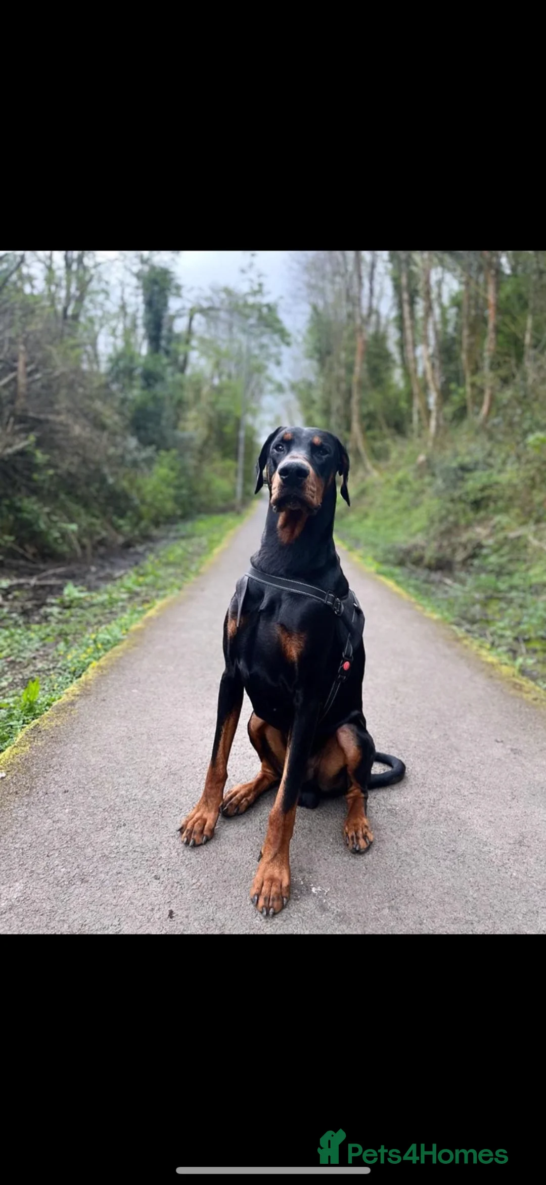 Dobermann dogs for stud: KC Doberman STUD - Advert 2