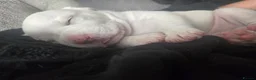 Mixed Breed dogs for sale: Frenchie/collie-spaniel mix - Advert 6