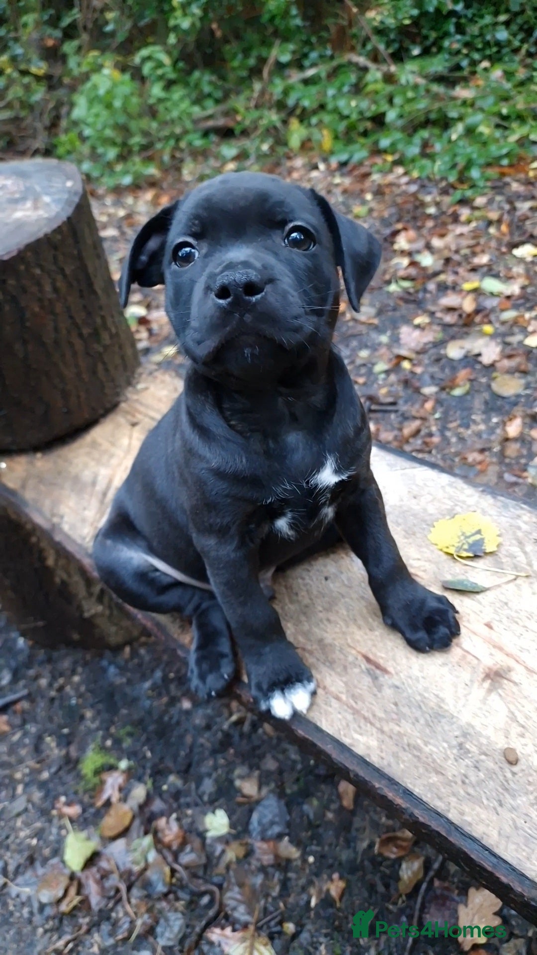 Staffordshire Bull Terrier dogs for sale: Ready Soon, KC reg, Full Vacs, BVA Eye tested 🐾 - Advert 12