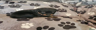 Rottweiler 2