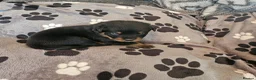 Rottweiler dogs for sale: KC Registered Rottweiler Puppies - Advert 38