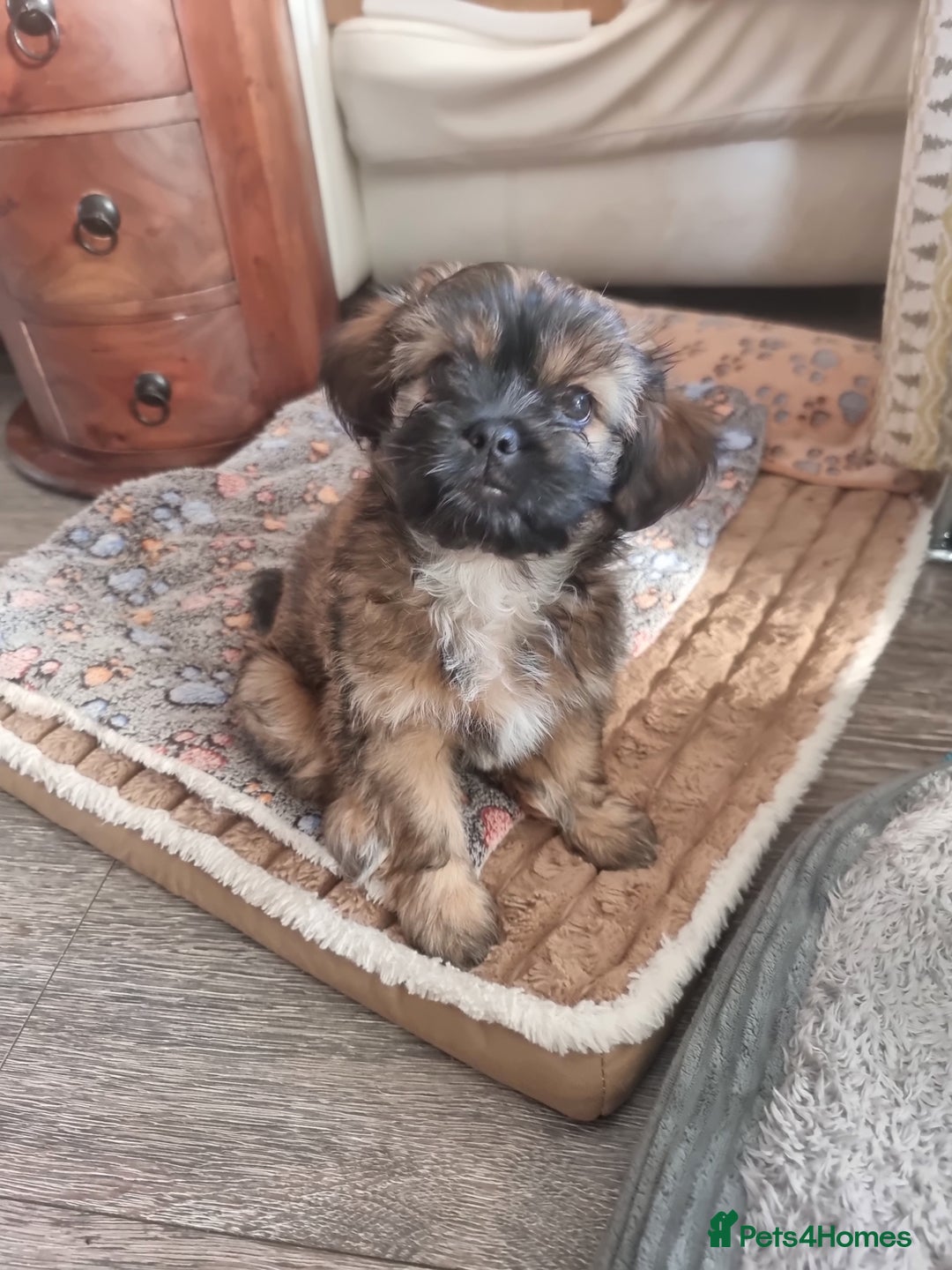 Shih Tzu dogs for sale: Shihtzu pupies. - Advert 8