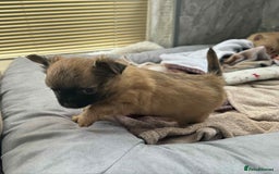 Chihuahua dogs for sale: Chihuahua long coat puppies ...only BOY left - Image 25