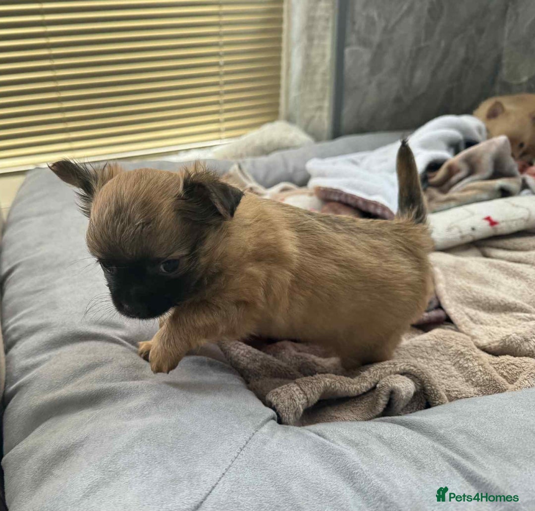Chihuahua dogs for sale: Chihuahua long coat puppies ...only BOY left - Image 25