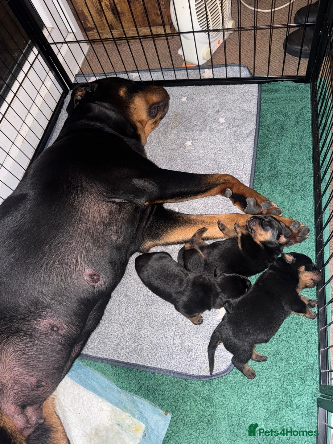 Rottweiler dogs for sale: KC Rottweiler puppies  - Advert 9