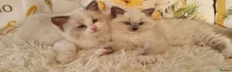Ragdoll cats for sale: 💕BEAUTIFUL TICA REGISTERED RAGDOLLS KITTENS 💕 - Advert 1