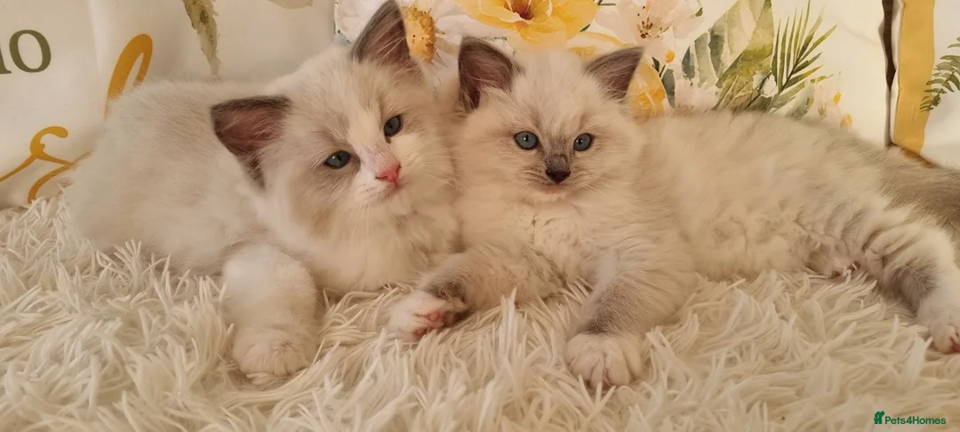 Ragdoll cats for sale: 💕BEAUTIFUL TICA REGISTERED RAGDOLLS KITTENS 💕 - Advert 1