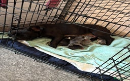 Mixed Breed dogs for sale: French bulldog x American staff - Image 7