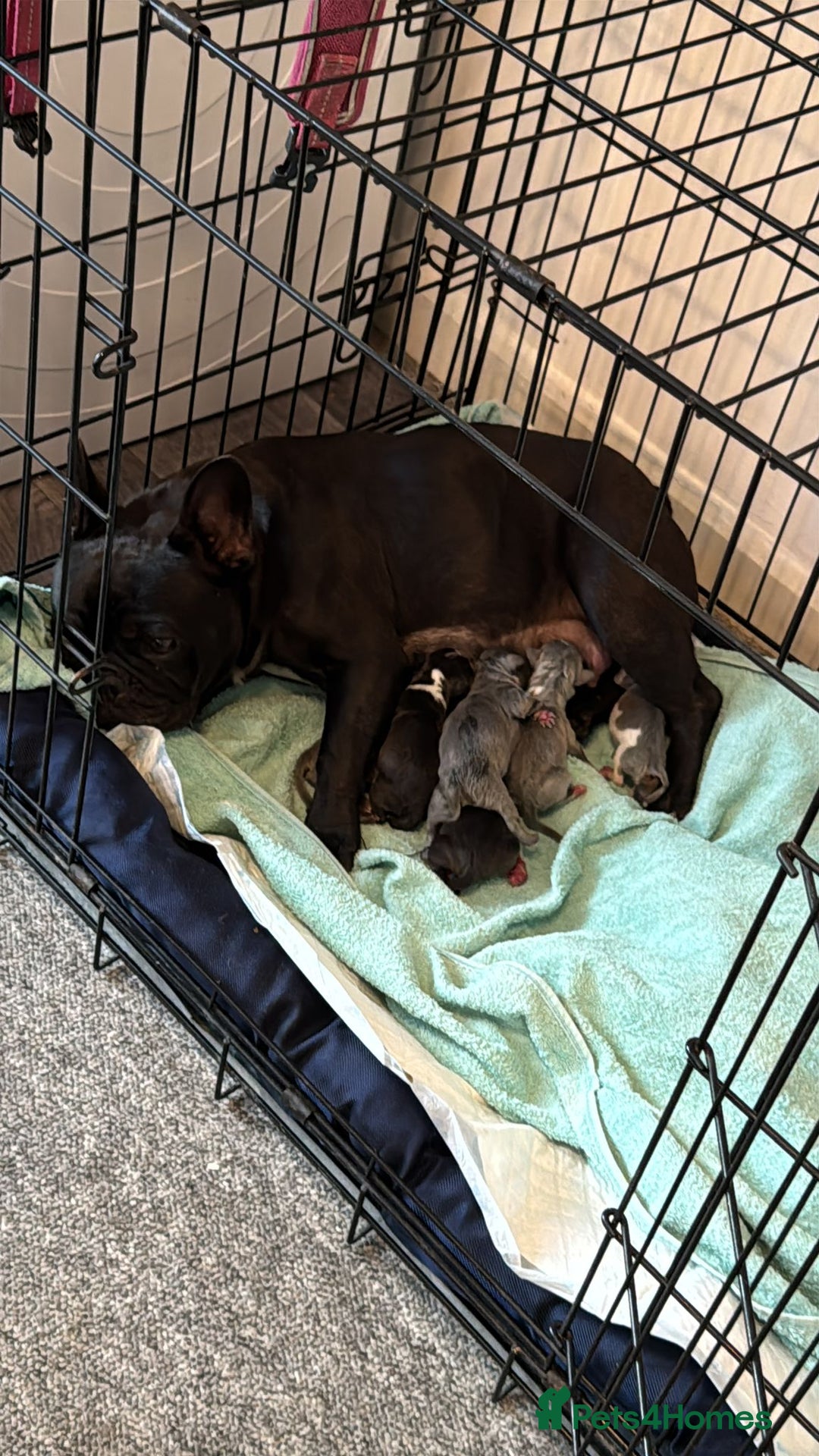 Mixed Breed dogs for sale: French bulldog x American staff - Image 7