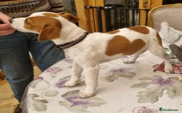 Jack Russell dogs for sale: Beautiful JR pups Ready Now - Image 4