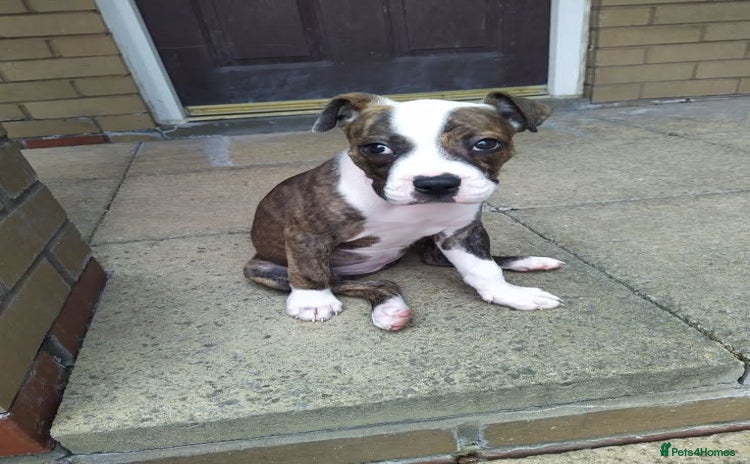 Mixed Breed dogs - Advert 1