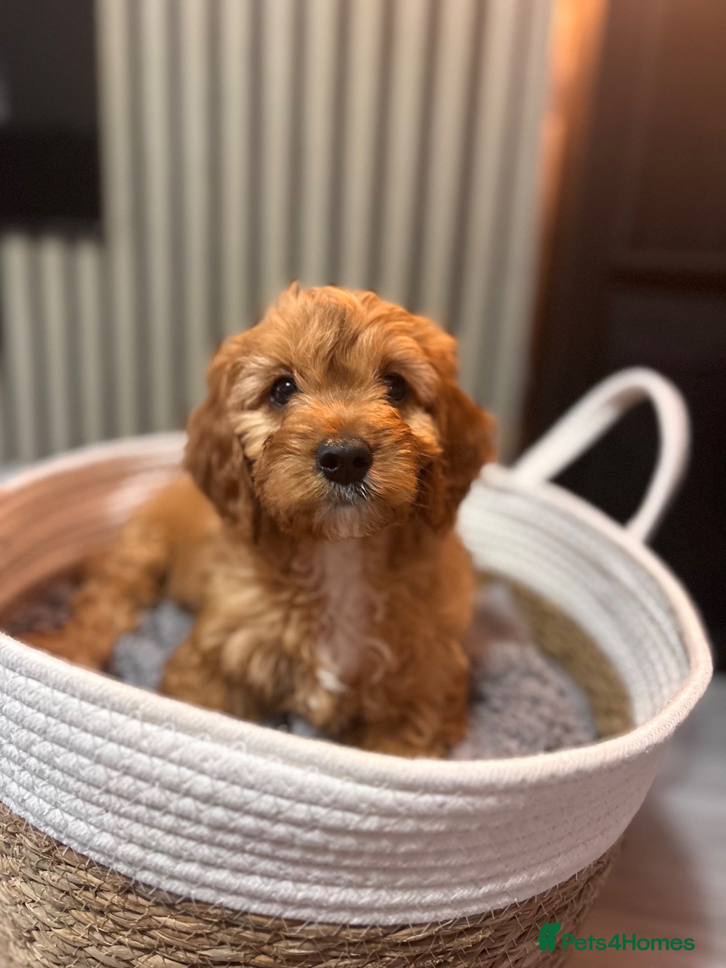 Cavapoo dogs Ruby cavapoo puppies - Advert 2