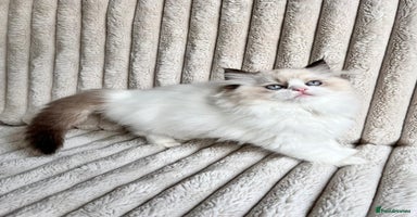 Ragdoll cats - Advert 1