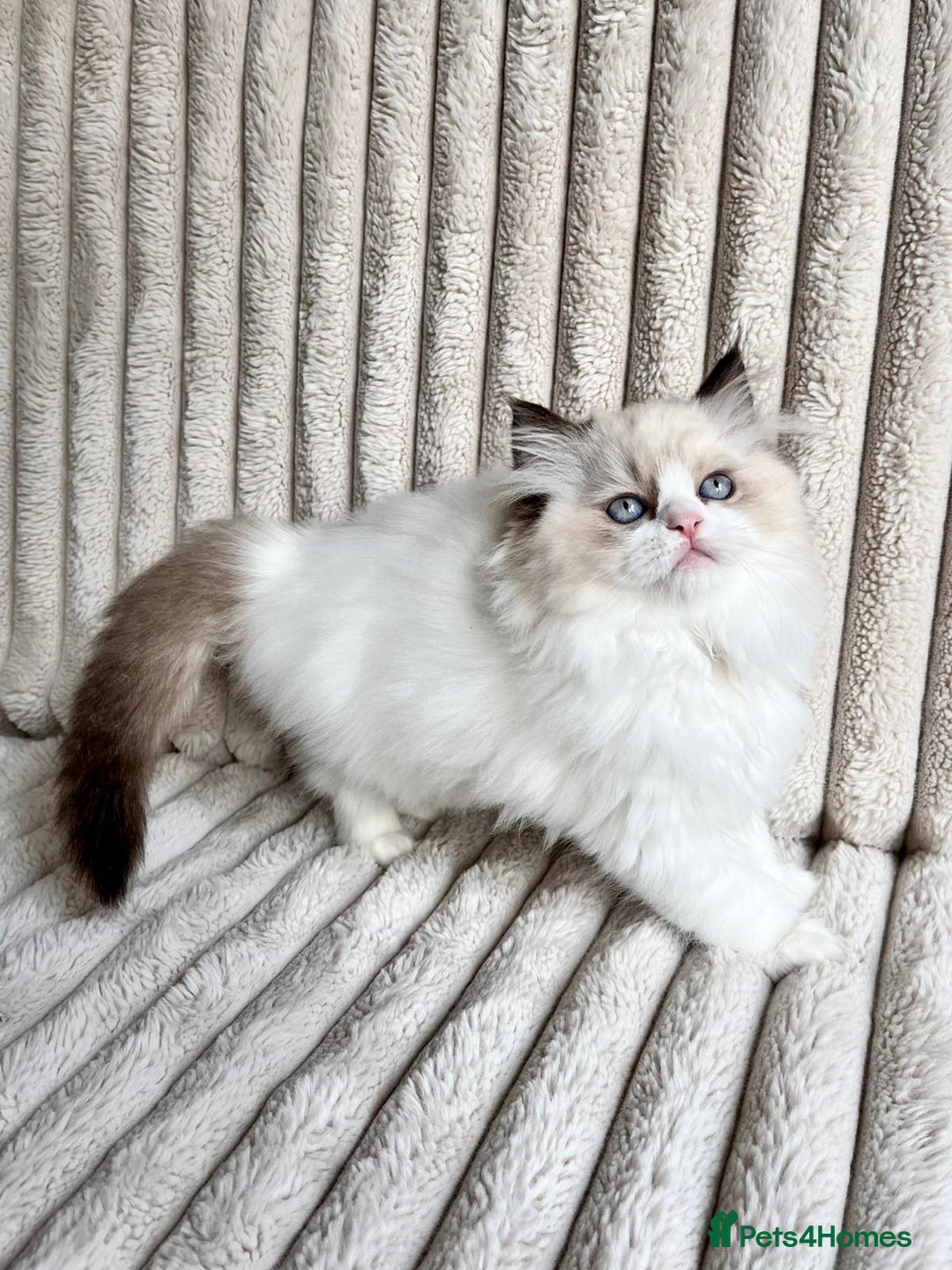Ragdoll cats for sale: Two adorable Ragdoll X Persian kittens for sale - Image 2