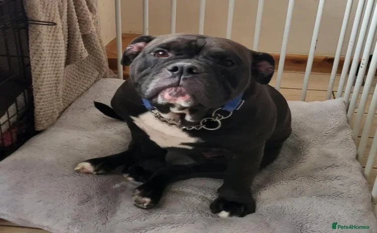 English Bulldog dogs - Advert 2
