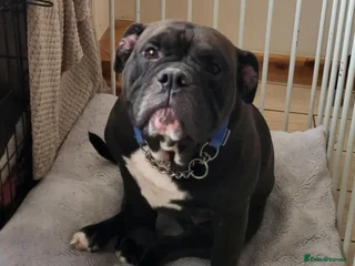 English Bulldog dogs - Advert 2