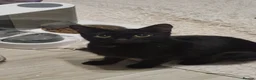 Domestic Shorthair cats for sale: Two domestic shorthair boys - Advert 6