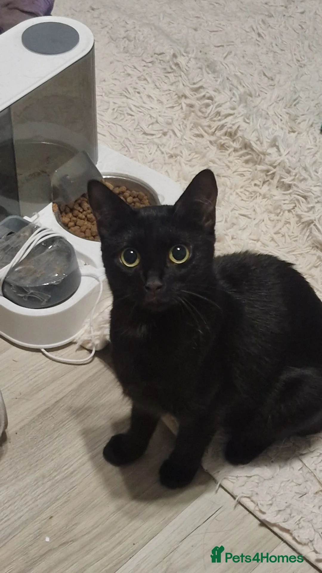 Domestic Shorthair cats for sale: Two domestic shorthair boys - Advert 6