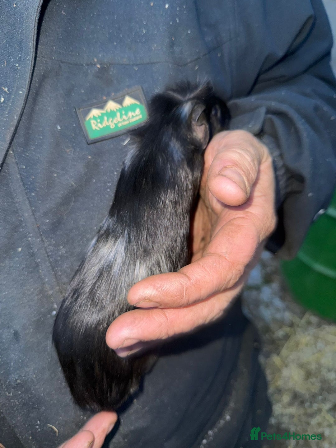 Guinea Pig rodents for sale: 20 lovely guinea pigs for sale  - Advert 18