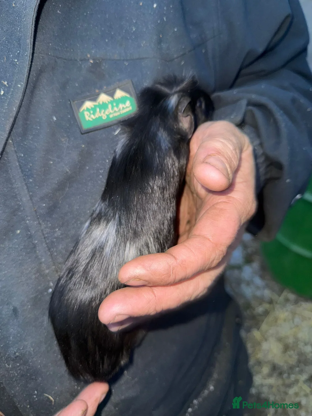 Guinea Pig rodents for sale: 20 guinea pigs for sale  - Advert 18