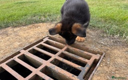 German Shepherd dogs for sale: Last female-health and temperament tested parents - Image 7
