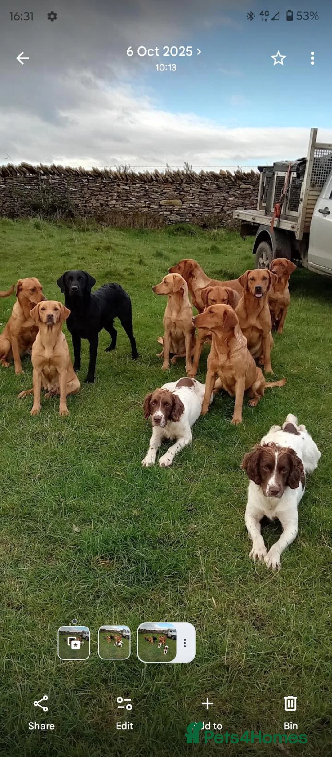 English Springer Spaniel dogs for sale: Working English springer spaniels  - Advert 37