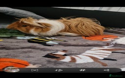 Guinea Pig rodents for sale: Pair of Male Guinea Pigs and complete set up - Image 6