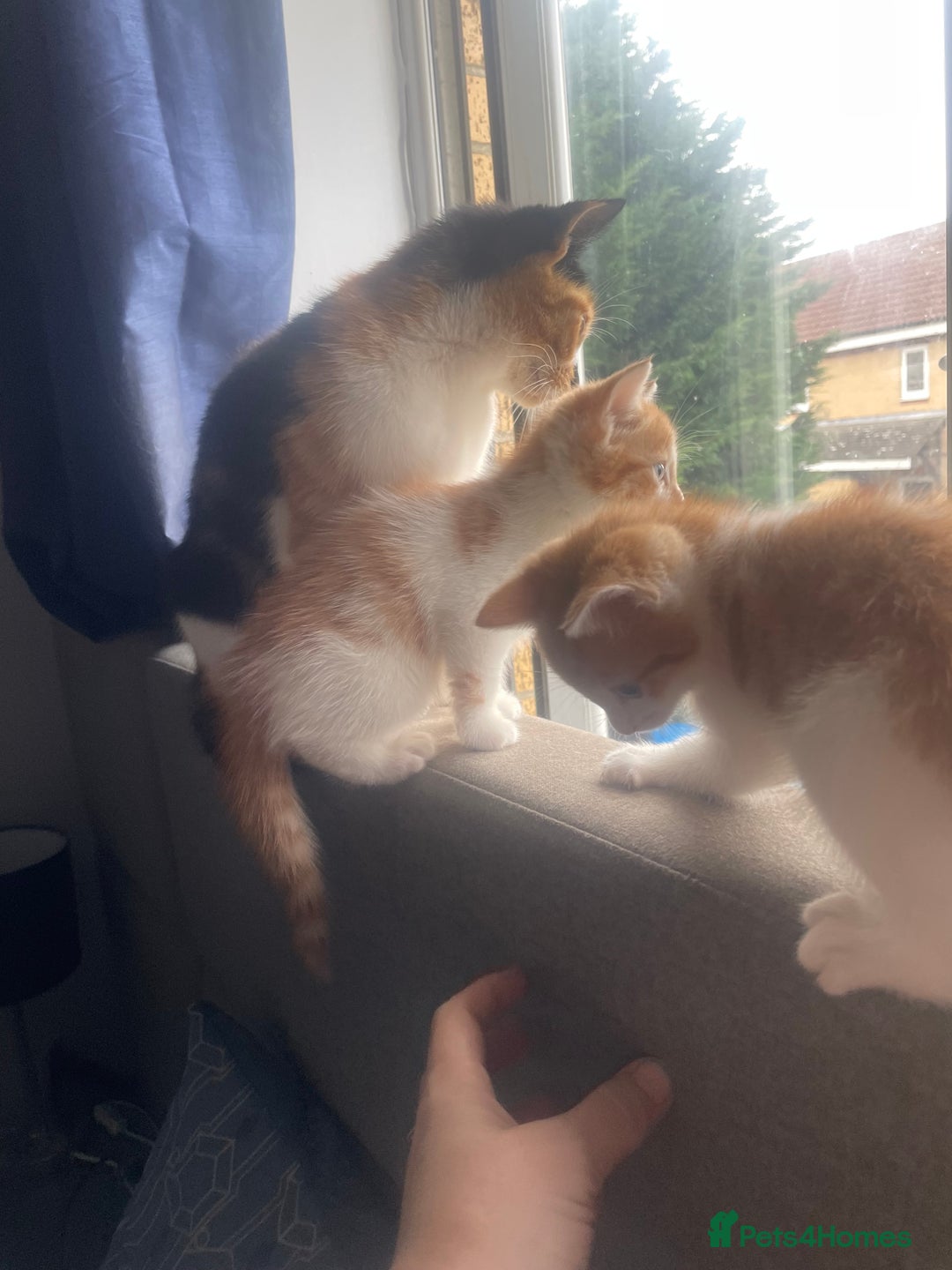 British Shorthair cats for sale: 3 beautiful kittens availble as of the 25th  - Advert 7