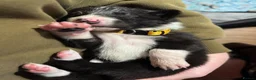 Border Collie dogs for sale: Working Line Border Collie Puppies - 4 girls left - Advert 9