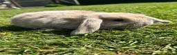 Mini Lop rabbits for sale: Mini lop female  - Advert 5